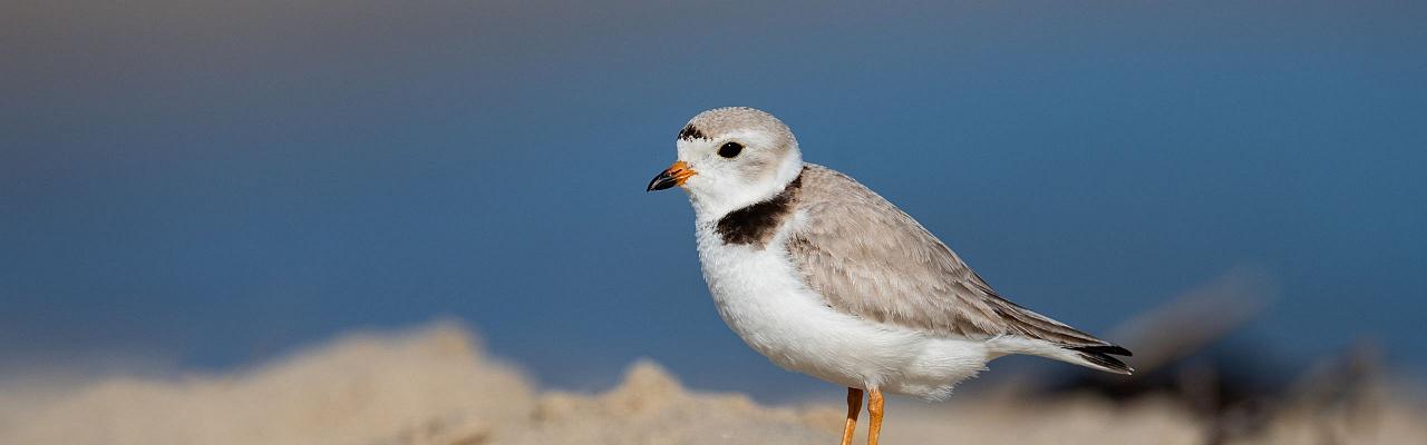 Birding Florida, Bird Watching Florida, North American Birds, Naturalist Journeys, Wildlife Tour, Wildlife Photography, Ecotourism, Specialty Birds, Endemic Birds, Birding Hotspot, Migration, Little St. Simons Island