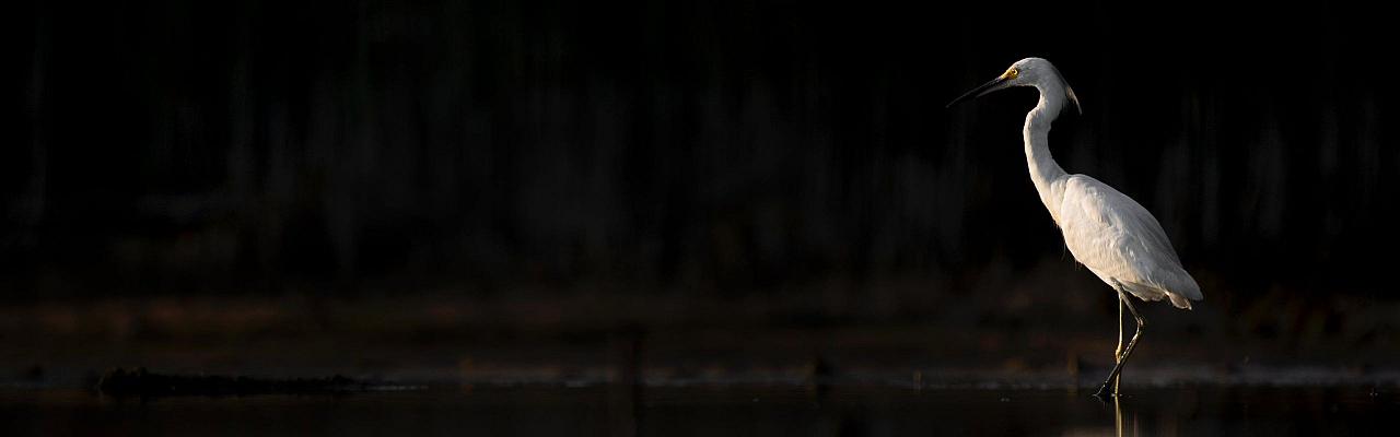 Birding Louisiana, Bird Watching New Orleans, Bayou, Birding North America, Naturalist Journeys, Wildlife Tour, Wildlife Photography, Ecotourism, Specialty Birds, Endemic Birds, Birding Hotspot