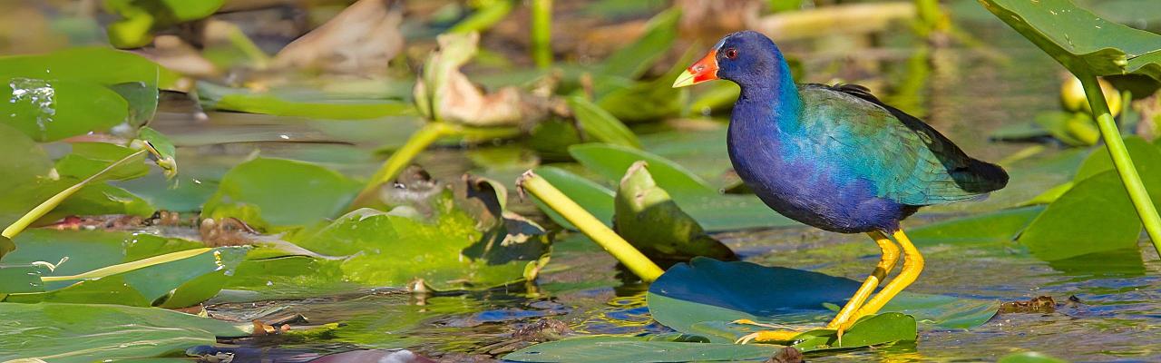 Birding Louisiana, Bird Watching New Orleans, Bayou, Birding North America, Naturalist Journeys, Wildlife Tour, Wildlife Photography, Ecotourism, Specialty Birds, Endemic Birds, Birding Hotspot