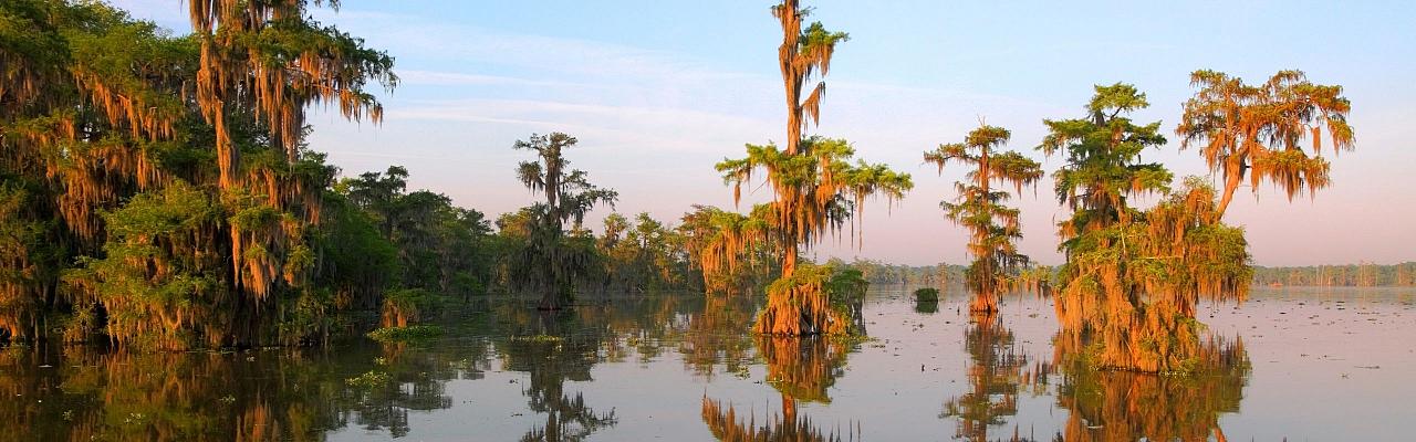Birding Louisiana, Bird Watching New Orleans, Bayou, Birding North America, Naturalist Journeys, Wildlife Tour, Wildlife Photography, Ecotourism, Specialty Birds, Endemic Birds, Birding Hotspot
