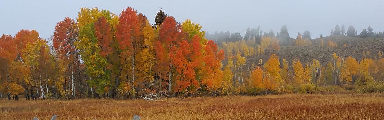 Fall Color, Yellowstone, Yellowstone National Park, Yellowstone Nature Tour, Yellowstone Wildlife Tour, Yellowstone Birding Tour, Naturalist Journeys