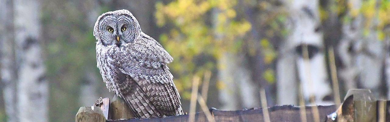 Great Gray Owl, Yellowstone, Yellowstone National Park, Yellowstone Nature Tour, Yellowstone Wildlife Tour, Yellowstone Birding Tour, Naturalist Journeys