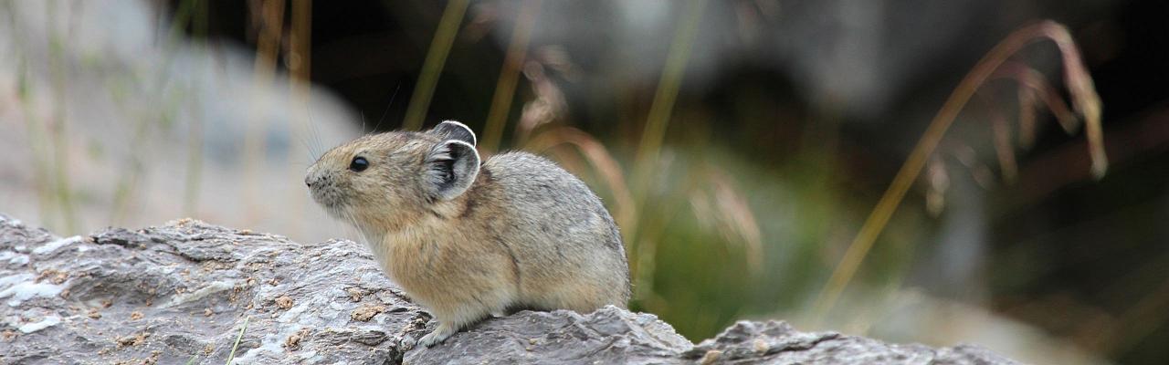 Yellowstone National Park, Birding Yellowstone, Bird Watching, United States, North American Birds, Naturalist Journeys, Wildlife Tour, Wildlife Photography, Ecotourism, Specialty Birds, Endemic Birds, Birding Hotspot