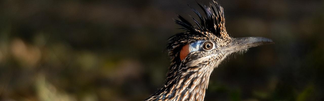 Roadrunner, Southeast Arizona, Arizona, Arizona Nature Tour, Arizona Birding Tour, Naturalist Journeys Photo-Friendly