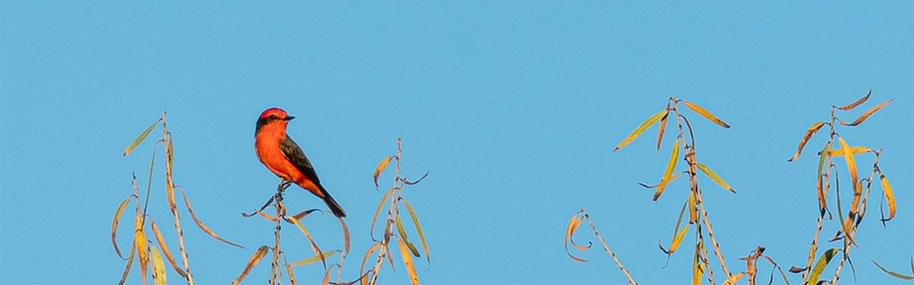 Vermillion Flycatcher, Southeast Arizona, Arizona, Arizona Nature Tour, Arizona Birding Tour, Naturalist Journeys Photo-Friendly Tour