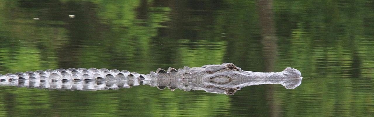 Birding Louisiana, Bird Watching New Orleans, Bayou, Birding North America, Naturalist Journeys, Wildlife Tour, Wildlife Photography, Ecotourism, Specialty Birds, Endemic Birds, Birding Hotspot