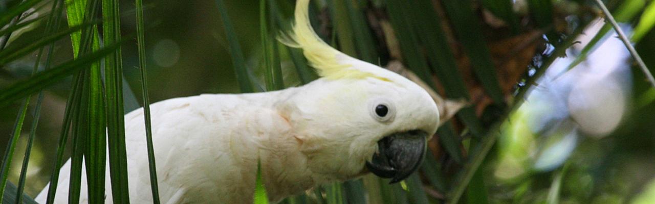 Sulphur-crested Cockatoo, Australia, Australia Nature Tour, Australia Birding Tour, Cape York Nature Tour, Naturalist Journeys