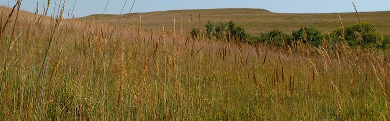 Kansas Cross Timbers: Where the Tallgrass Prairies Meet the Woods