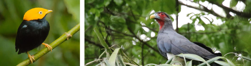 Panama’s Darién Birding Tour - Nature Wildlife Tours 2021 | Naturalist ...