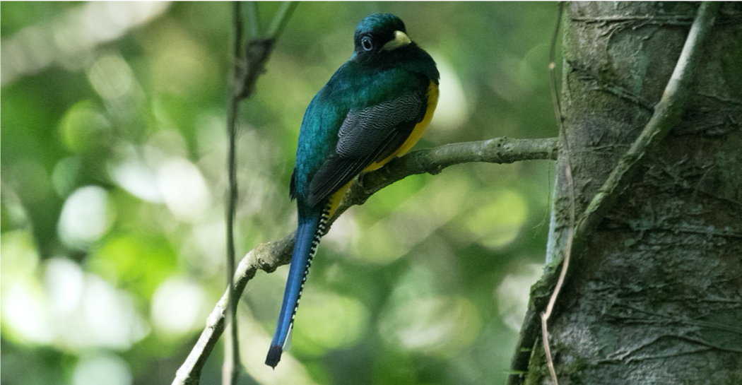 Panama Rainforest Birding Tour 2021 - Introduction to Tropical ...