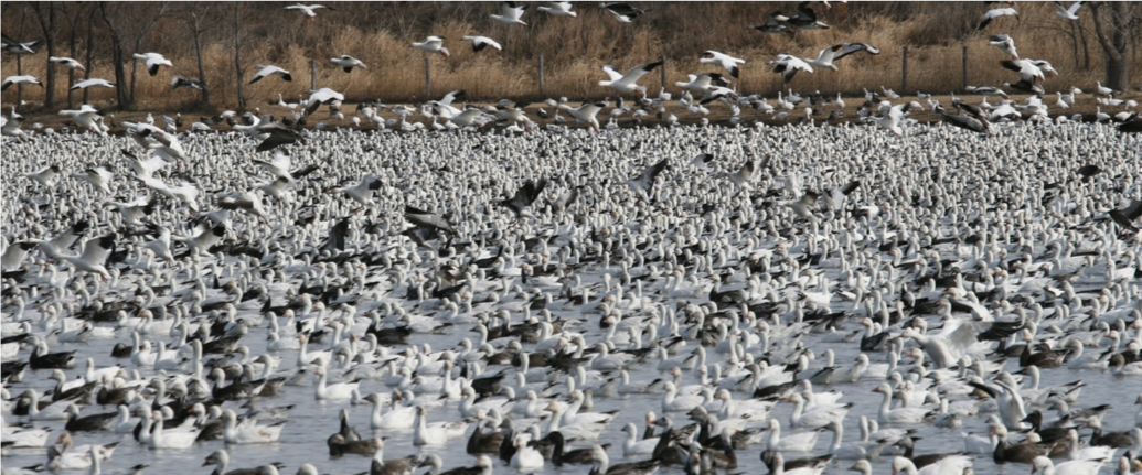 Sandhill Crane Tours - Migration Tour in Nebraska's Platte River 2022 ...