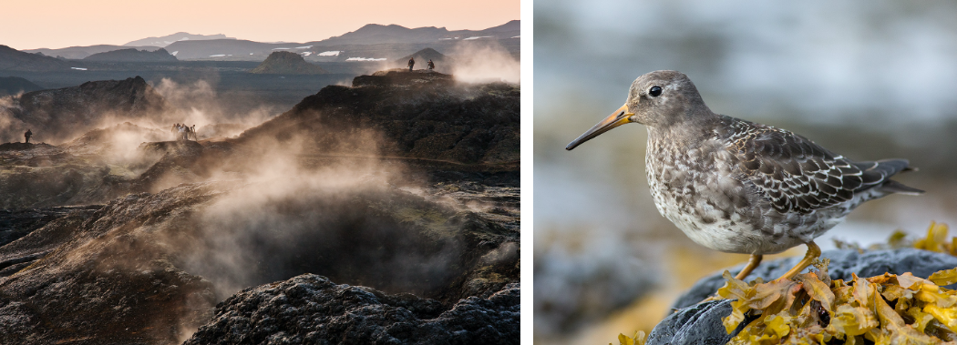 2022 Iceland Birding And Nature Tour | Naturalist Journeys