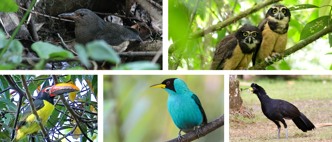 Guyana & South America Birding Tour 2023 | Naturalist Journeys