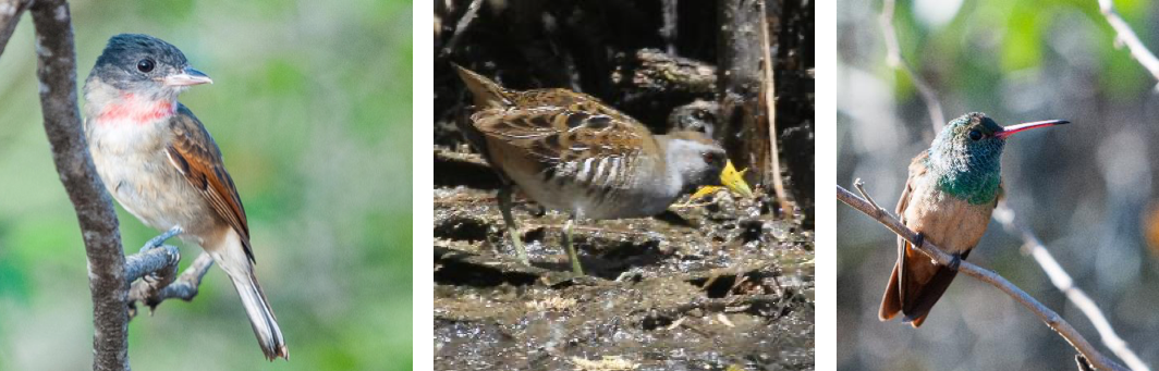 birding tours south texas