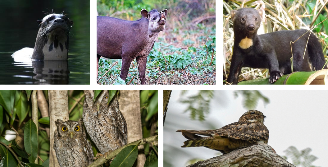 Guyana Birding Tour - Wildlife, Mammals & Birds | Naturalist Journeys