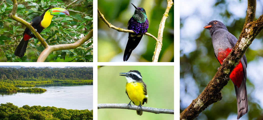Western Panama - Tranquilo Bay Birding & Nature Tour October - November ...