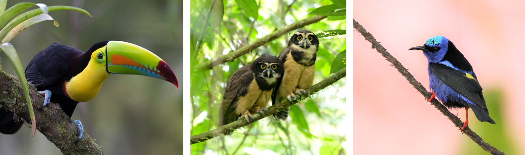 Costa Rica Birding Tours January 2024 - Guided Wildlife Nature Tours ...