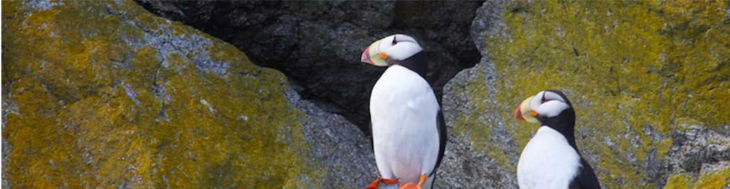 Atlantic Puffin print – Sibley Guides