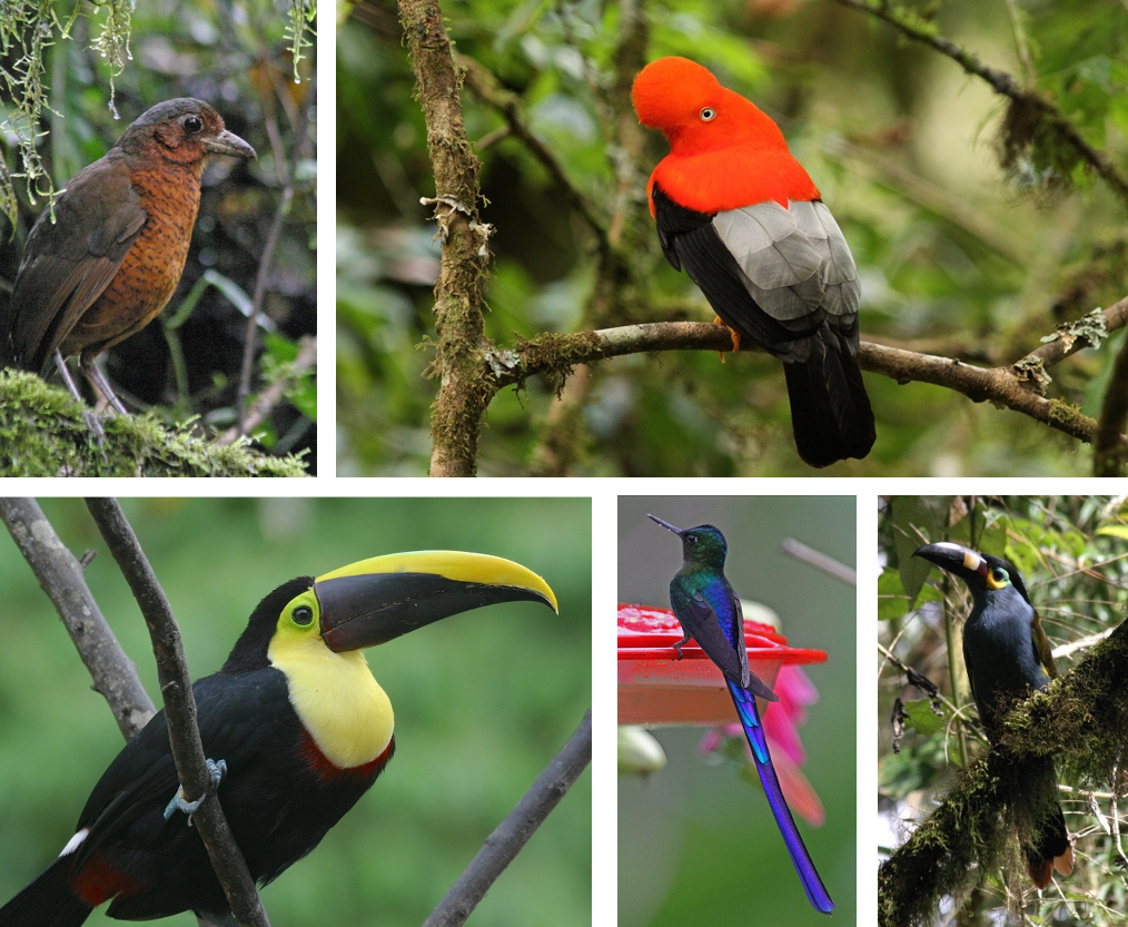 Ecuador Birding Tour - Ecuador Nature Photography Tour 2021 ...