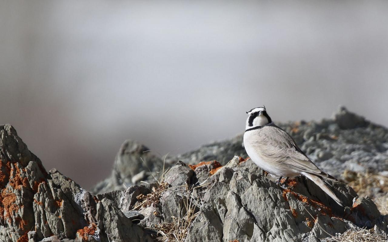 Horned Lark, India Nature Tour, India Wildlife Tour, India Wildlife Safari, Naturalist Journeys