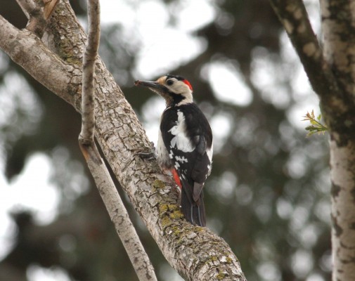 Syrian Woodpecker, Israel Birding Tour, Israel Nature Tour, Israel, Naturalist Journeys, Middle East Birding