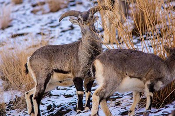 Blue Sheep, India, Himalayas, Naturalist Journeys, India Wildlife Tour