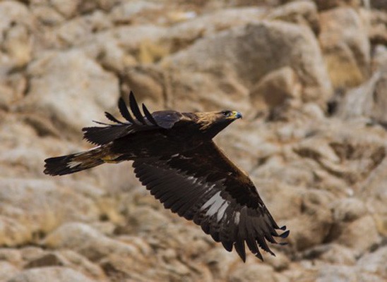 Golden Eagle, India, Himalayas, Naturalist Journeys, India Wildlife Tour