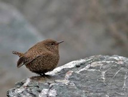 Winter Wren, India, Himalayas, Naturalist Journeys, India Wildlife Tour