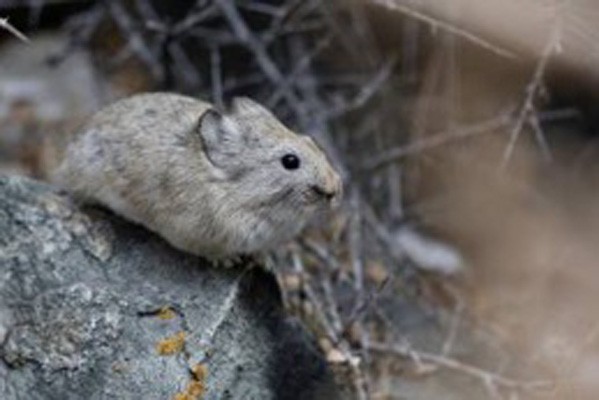 large-eared Pika, India, Naturalist Journeys, Himalayas, India Wildlife Tour