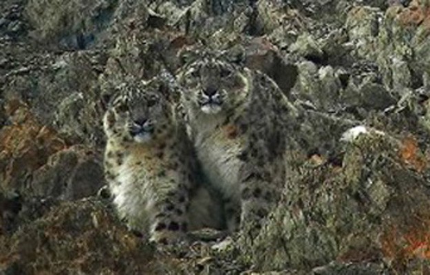 Snow Leopard, India, Himalayas, Naturalist Journeys, India Wildlife Tour