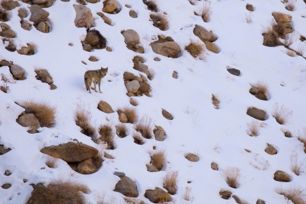 Tibetan Wolf, India, Himalayas, Naturalist Journeys, India Wildlife Tour 