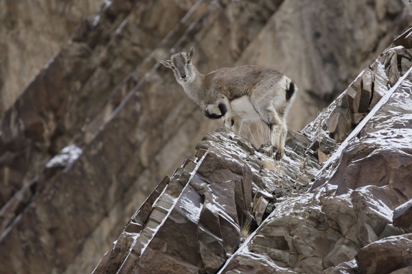 Blue Sheep, Himalayas, India, Naturalist Journeys, India Wildlife Tour