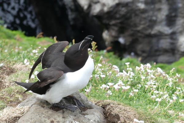 Scottish Highlands & Islands Birding & Nature Tour 2023 | Naturalist ...