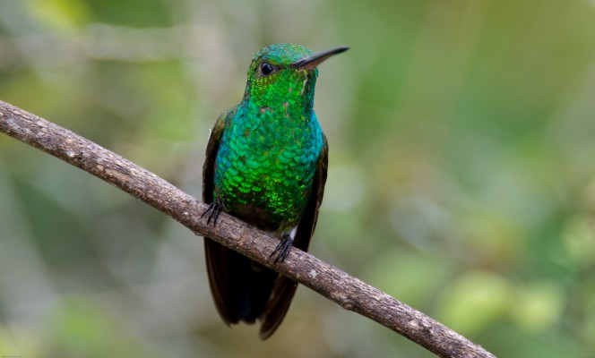 Copper-rumped Hummingbird, Trinidad, Trinidad Birding Tour, Naturalist Journeys 