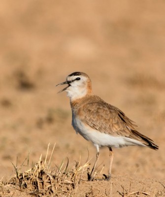 Colorado, Colorado Wildlife Tour, Guided Nature Tour, American Prairies, Birdwatching, Naturalist Journeys