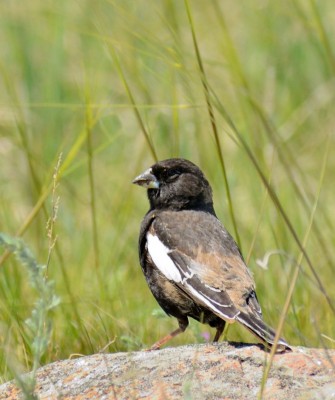 Colorado, Colorado Wildlife Tour, Guided Nature Tour, American Prairies, Birdwatching, Naturalist Journeys