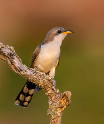 Colorado, Colorado Wildlife Tour, Guided Nature Tour, American Prairies, Birdwatching, Naturalist Journeys