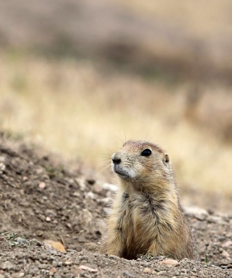 Colorado, Colorado Wildlife Tour, Guided Nature Tour, American Prairies, Birdwatching, Naturalist Journeys