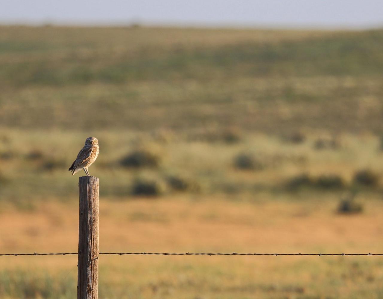 Colorado, Prairie Chicken Booming, Prairie Chicken Blind Lek, Colorado Wildlife Tour, Guided Nature Tour, American Prairies, Birdwatching, Naturalist Journeys