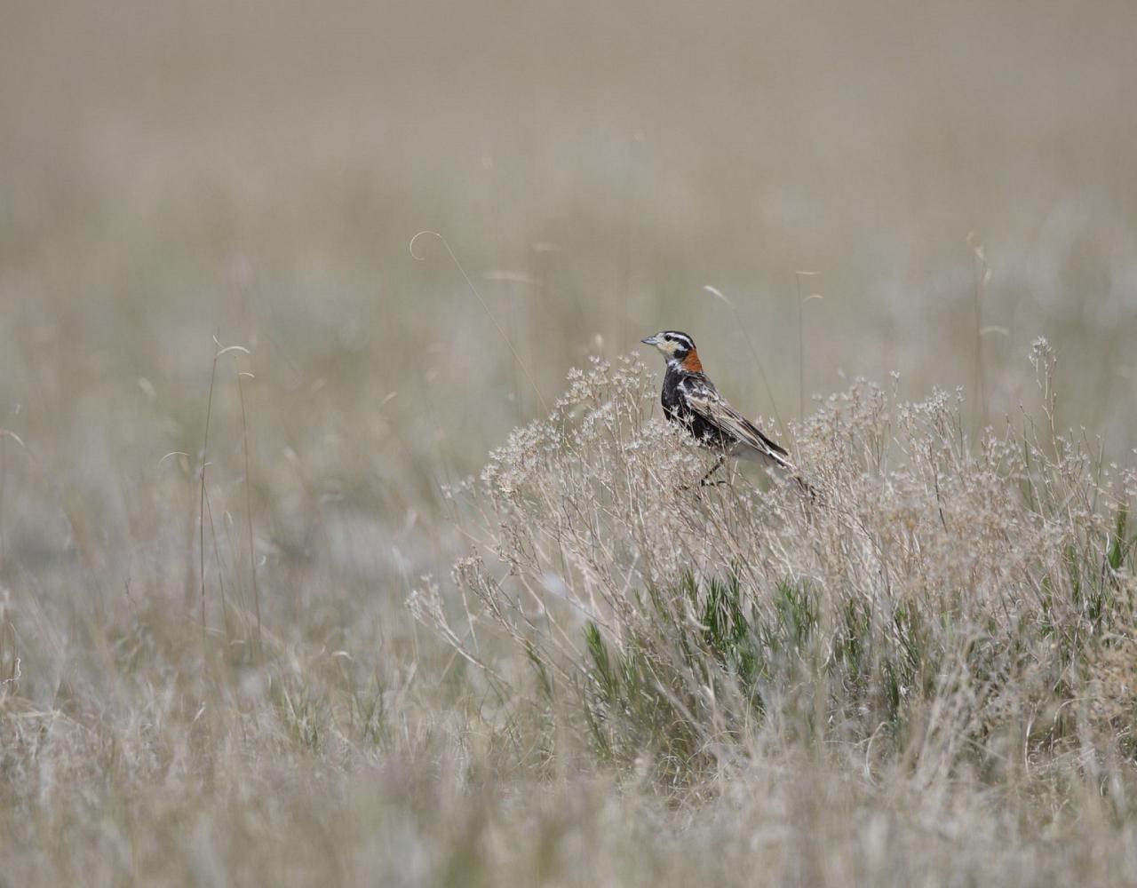 Colorado, Prairie Chicken Booming, Prairie Chicken Blind Lek, Colorado Wildlife Tour, Guided Nature Tour, American Prairies, Birdwatching, Naturalist Journeys