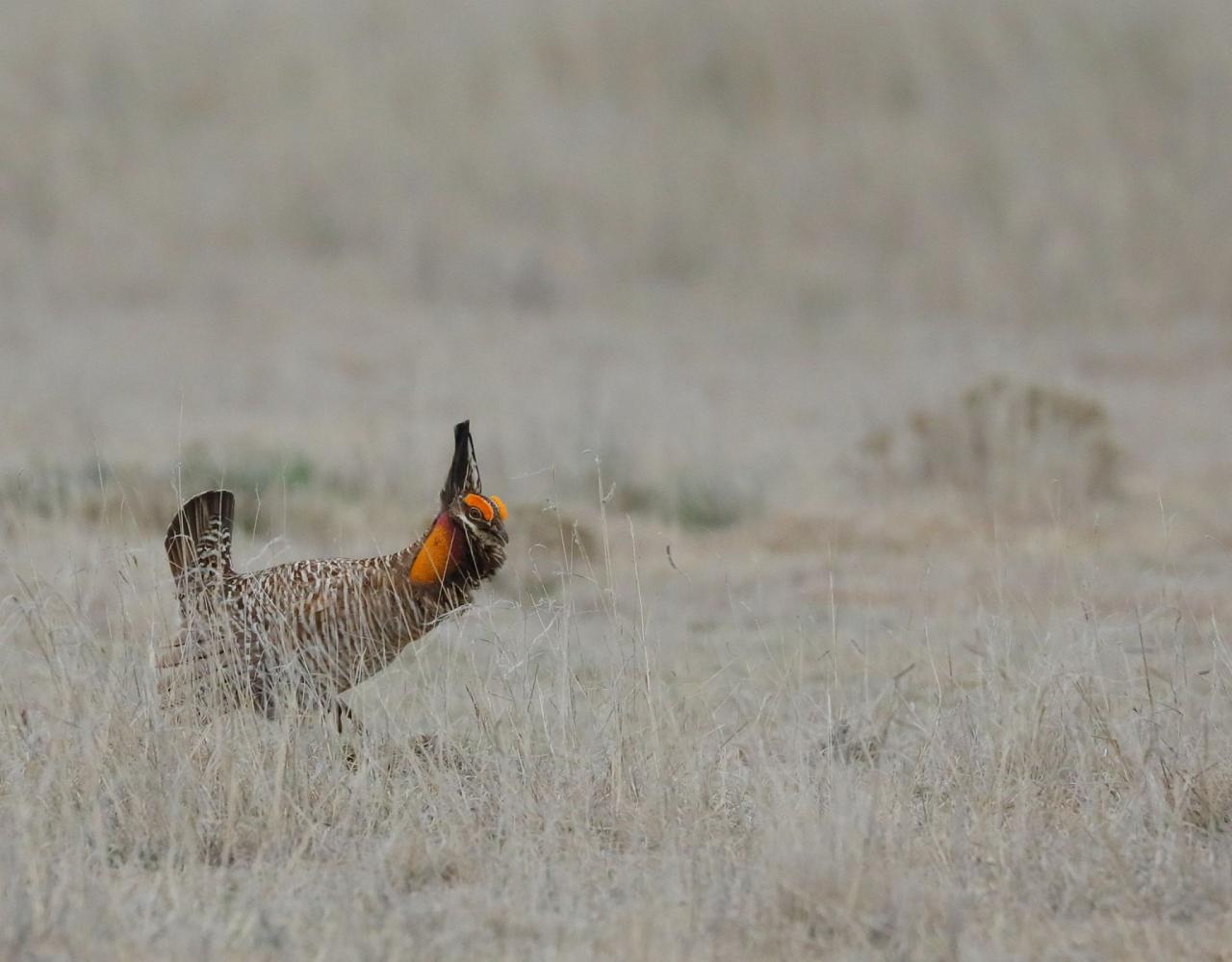 Colorado, Prairie Chicken Booming, Prairie Chicken Blind Lek, Colorado Wildlife Tour, Guided Nature Tour, American Prairies, Birdwatching, Naturalist Journeys