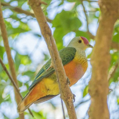 Rose-crowned Fruit Dove, Australia, Australia Nature Tour, Australia Birding Tour, Naturalist Journeys 