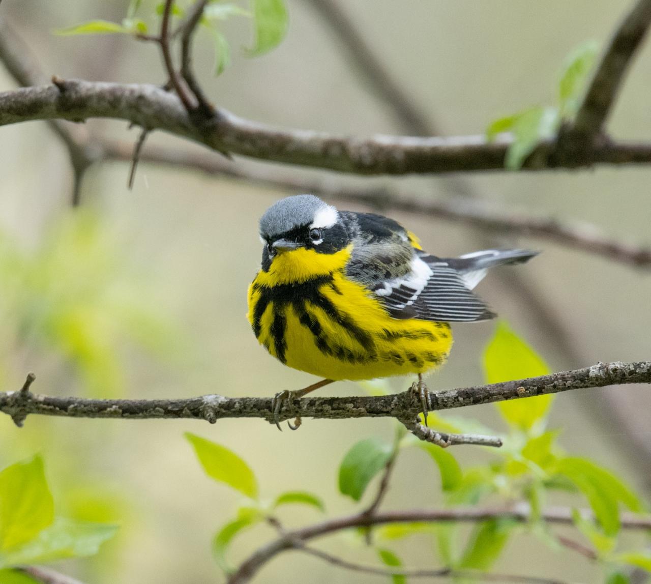 Cape May Fall Birding Migration Tour 2023 - Naturalist Journeys Bird ...