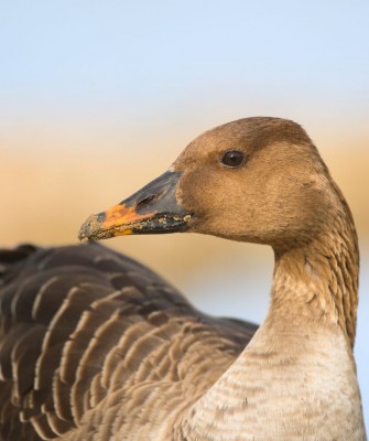DIY Bracelet Kit-Road Trippin - The Spotted Goose