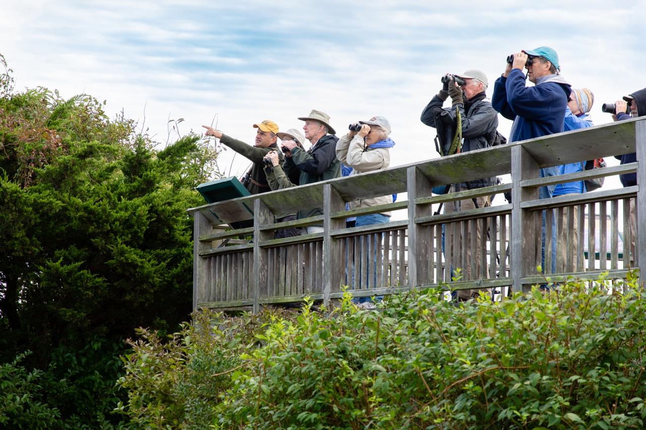 Cape May Fall Birding Migration Tour 2023 Naturalist Journeys Bird