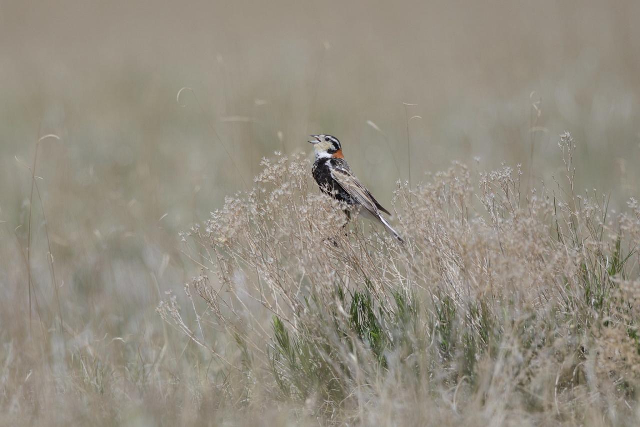 Colorado, Prairie Chicken Booming, Prairie Chicken Blind Lek, Colorado Wildlife Tour, Guided Nature Tour, American Prairies, Birdwatching, Naturalist Journeys