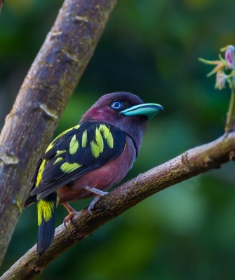 Indonesian Birding Tour 2023 - Nature Tour in Indonesia | Naturalist ...