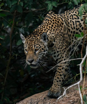 Watching wild jaguars in the Pantanal, Brazil