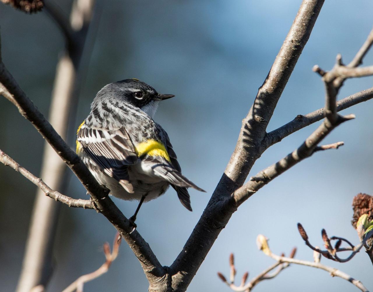 2023 Alaska Birding & Wildlife Tour - Anchorage, Nome, Barrow, Seward ...