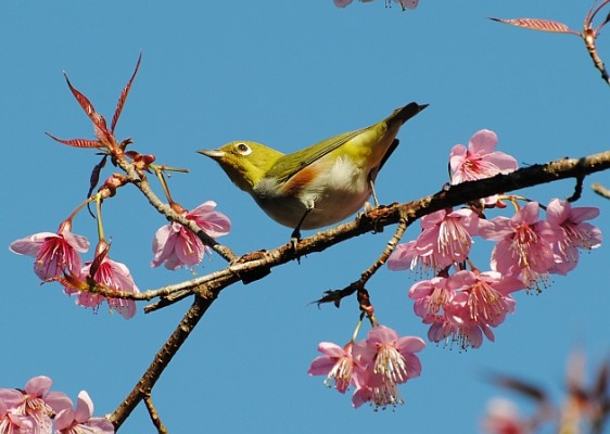 Thailand Birding Tour - Thai Guided Birdwatching Tours | Naturalist ...